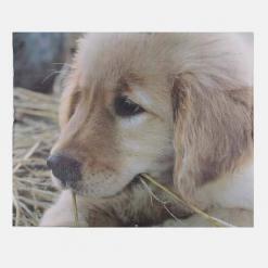 Trapuntino-boutis-digitale-labrador-b